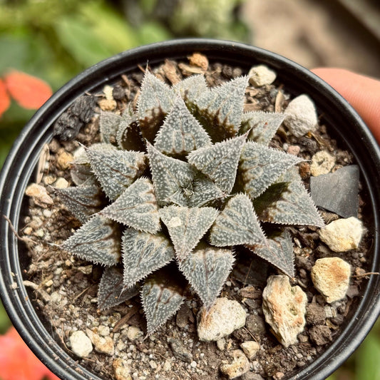 Suculenta Haworthia Emelyae Var Major - Vivero Florecer