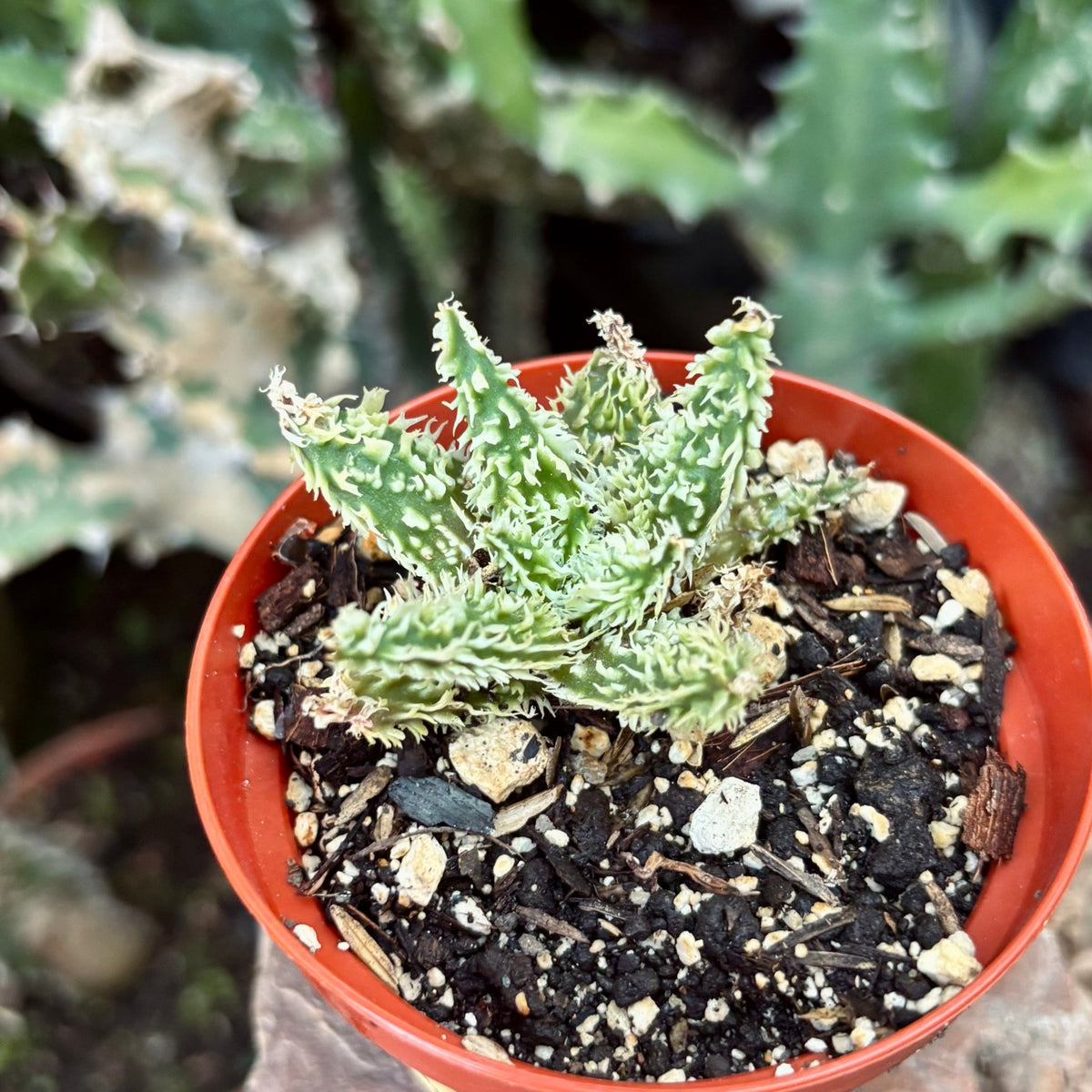 Suculenta Haworthia Híbrida - Vivero Florecer
