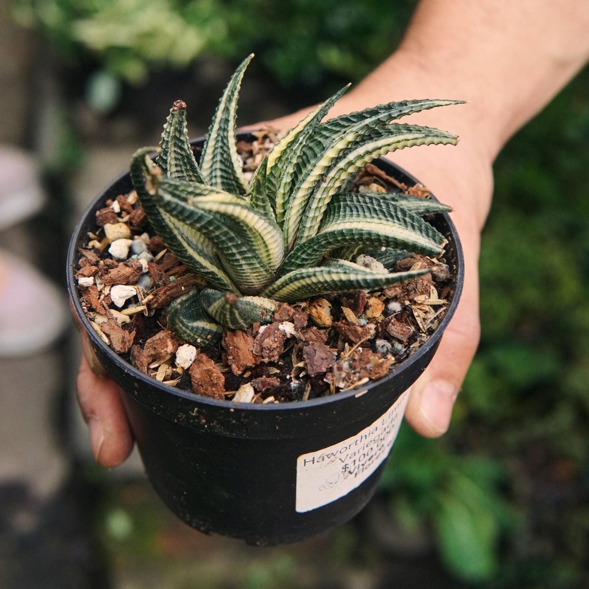 Suculenta Haworthia Limifolia Variegada - Vivero Florecer