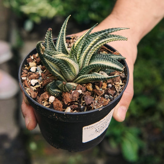 Suculenta Haworthia Limifolia Variegada - Vivero Florecer