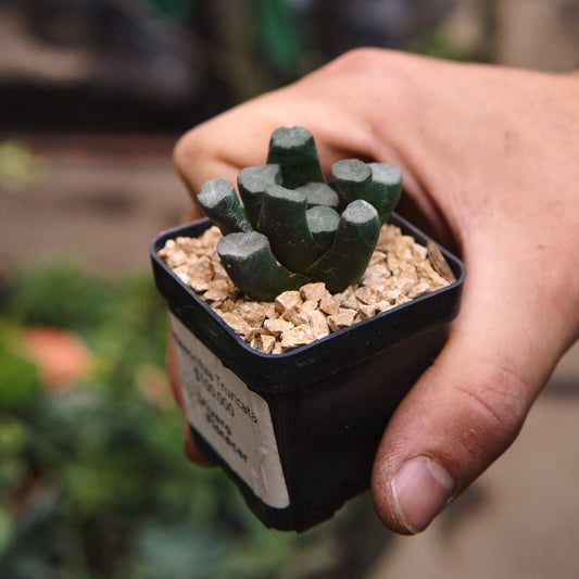 Suculenta Haworthia Maughanii - Vivero Florecer