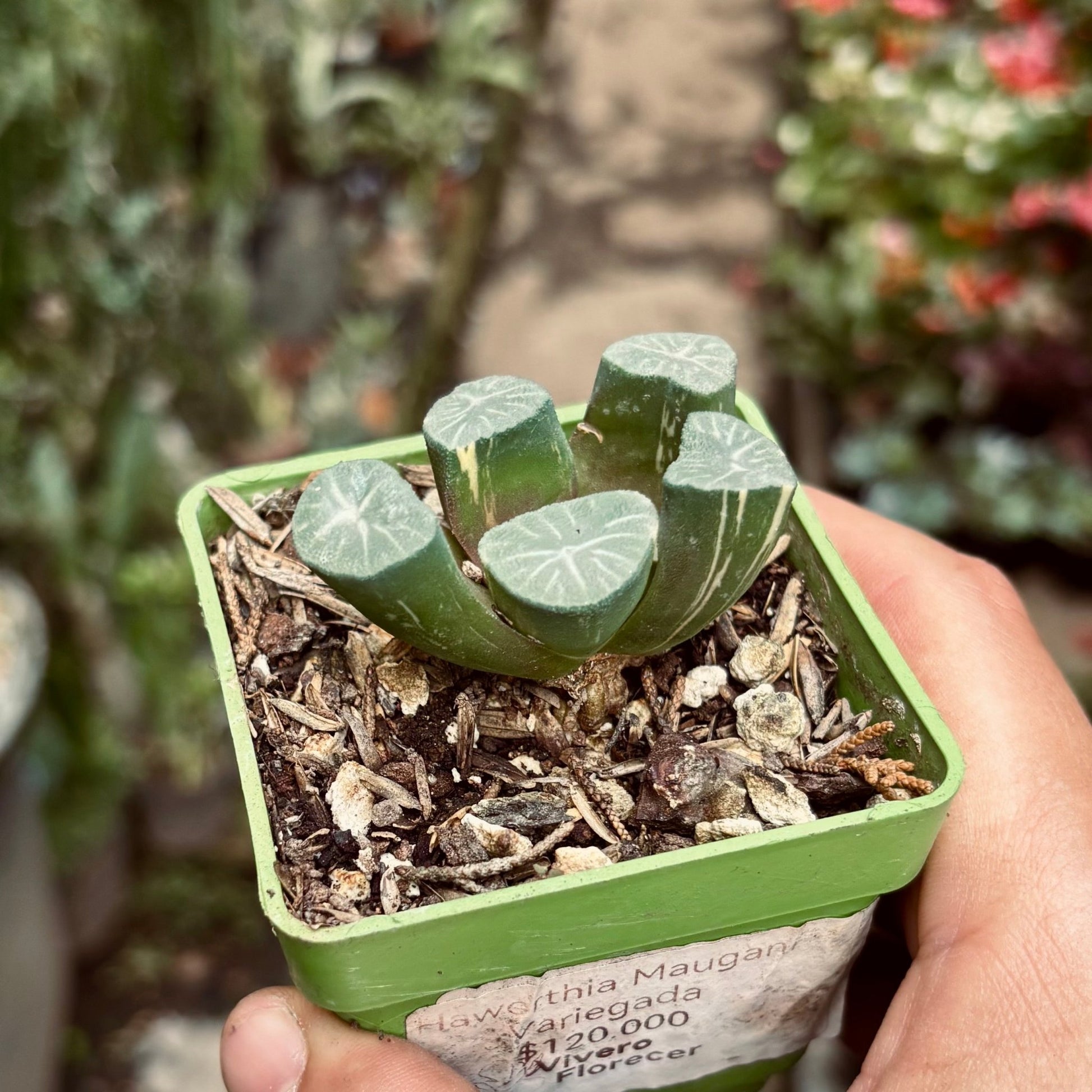Suculenta Haworthia Maughanii Variegada - Vivero Florecer