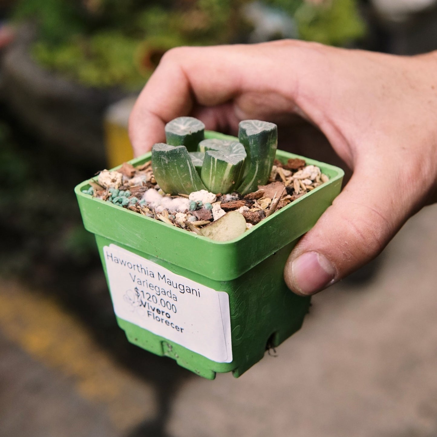 Suculenta Haworthia Maughanii Variegada - Vivero Florecer