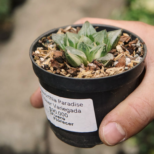 Suculenta Haworthia Paradise Flower Variegada - Vivero Florecer