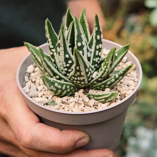 Suculenta Haworthia Pumila Emperor - Vivero Florecer