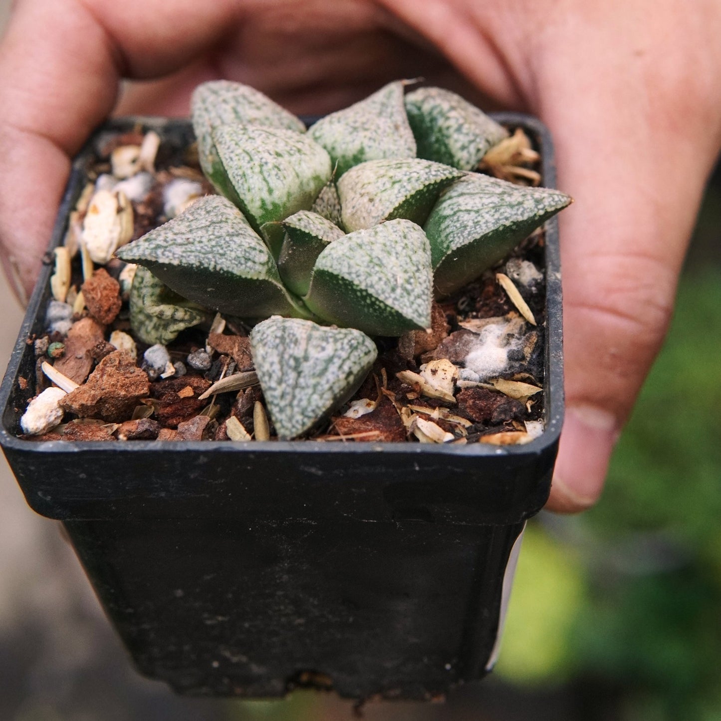 Suculenta Haworthia Pygmaea - Vivero Florecer