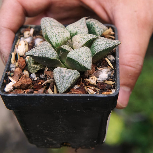 Suculenta Haworthia Pygmaea - Vivero Florecer