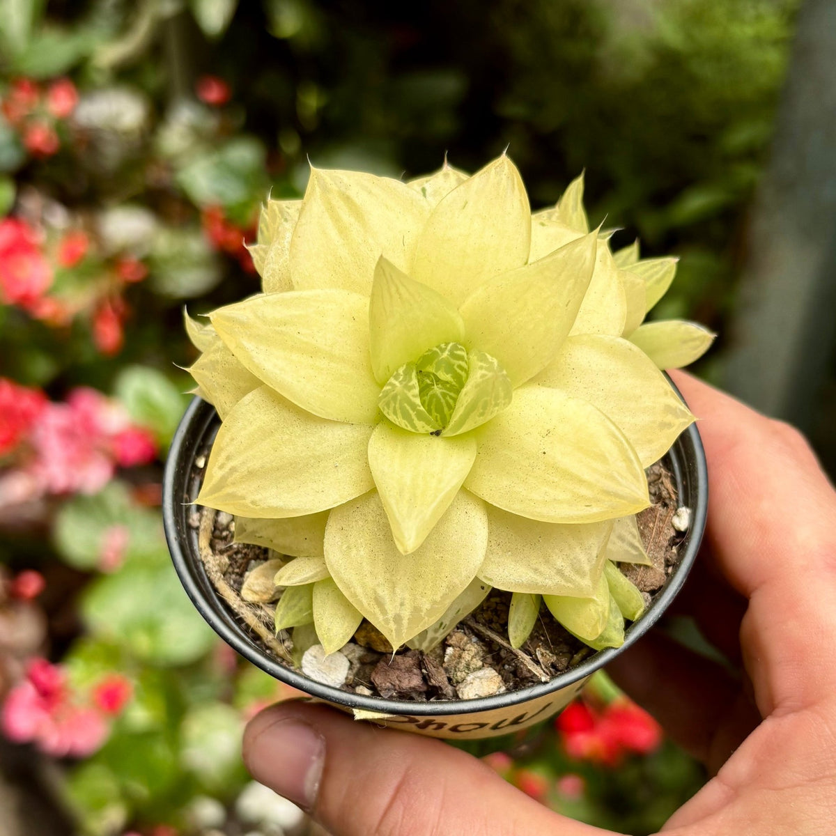 Suculenta Haworthia Snow Claw Variegada - Vivero Florecer