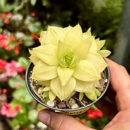 Suculenta Haworthia Snow Claw Variegada - Vivero Florecer