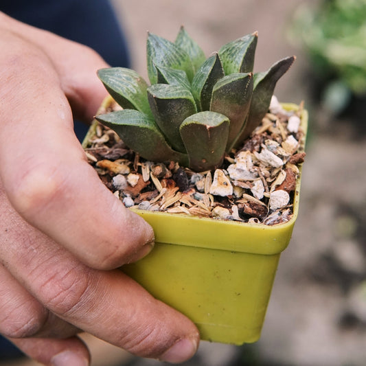 Suculenta Haworthia Splendens - Vivero Florecer