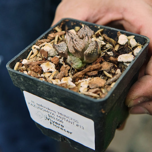 Suculenta Haworthia Splendens 'PRINCESS KAZUNOMIYA' MUTANT 13 - Vivero Florecer
