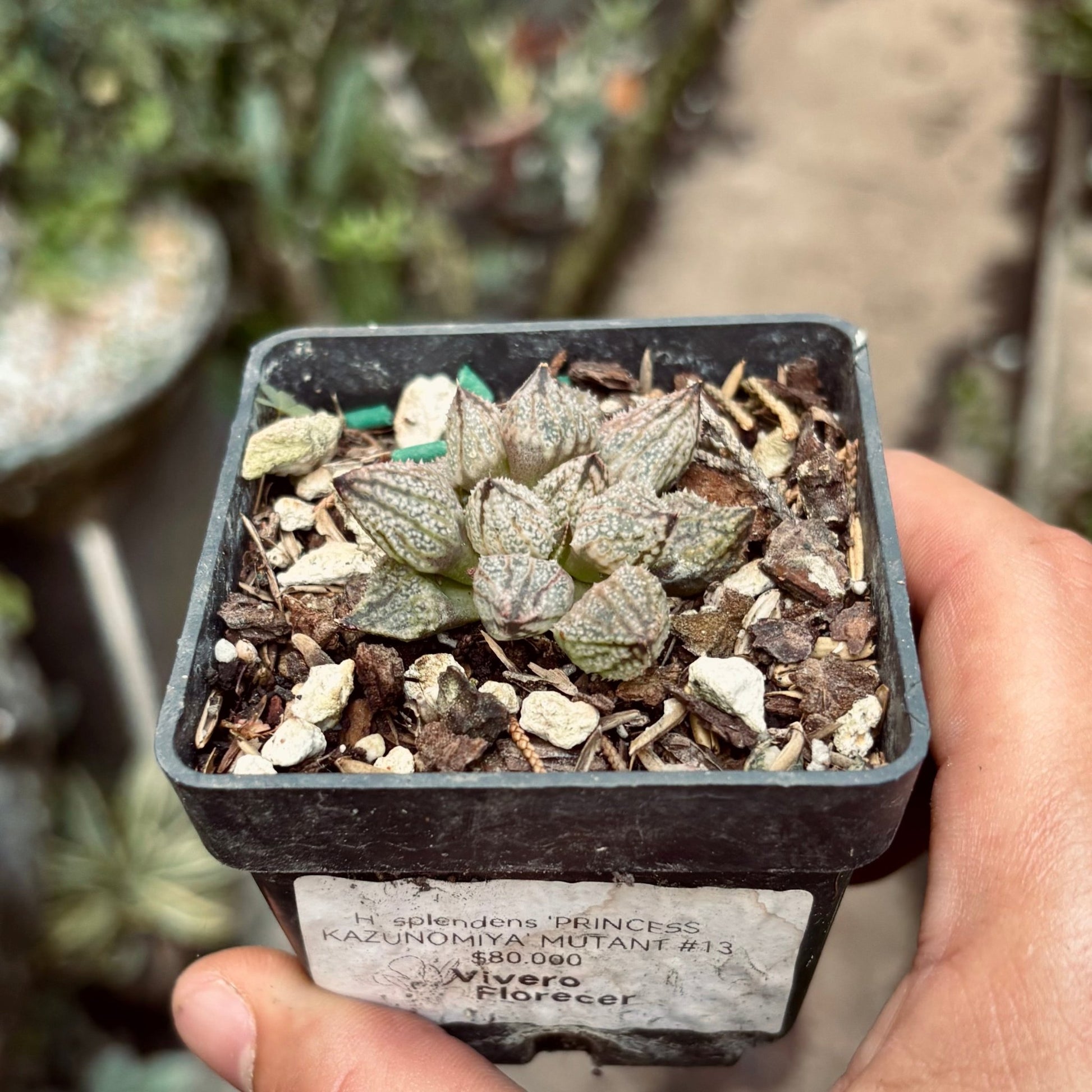 Suculenta Haworthia Splendens 'PRINCESS KAZUNOMIYA' MUTANT 13 - Vivero Florecer