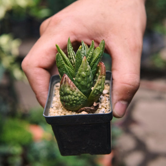 Suculenta Haworthia Tears Of Angels - Vivero Florecer