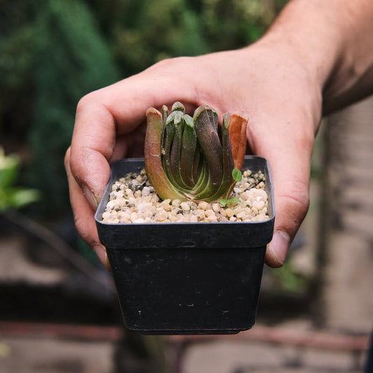 Suculenta Haworthia Truncata - Vivero Florecer