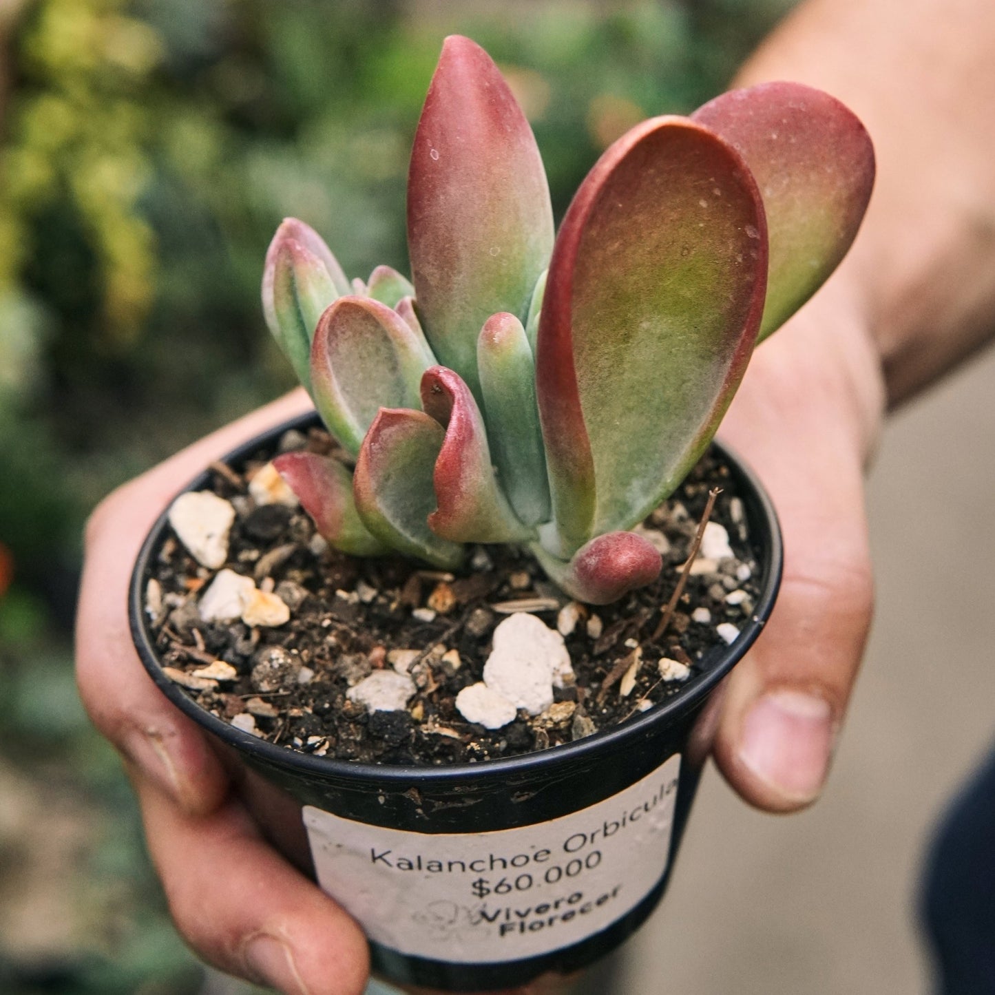 Suculenta Kalanchoe Orbiculata - Vivero Florecer
