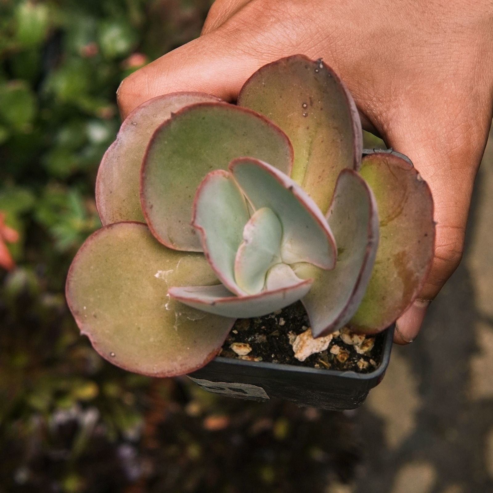 Suculenta Opal Moon - Vivero Florecer
