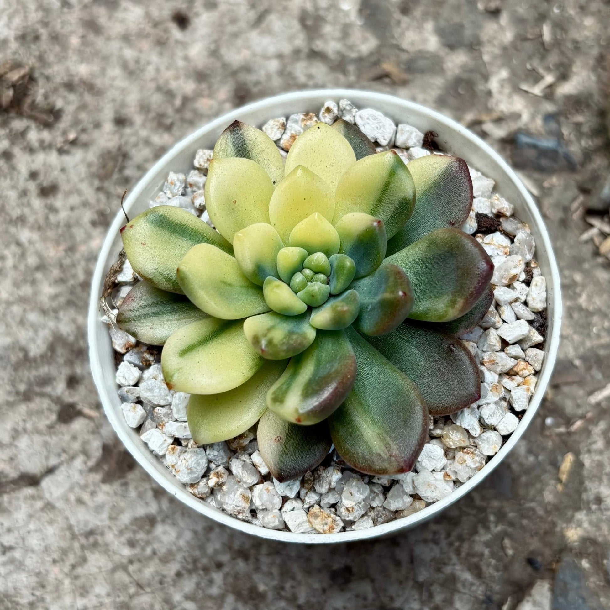 Suculenta Pachyveria Paradoxa Variegada - Vivero Florecer
