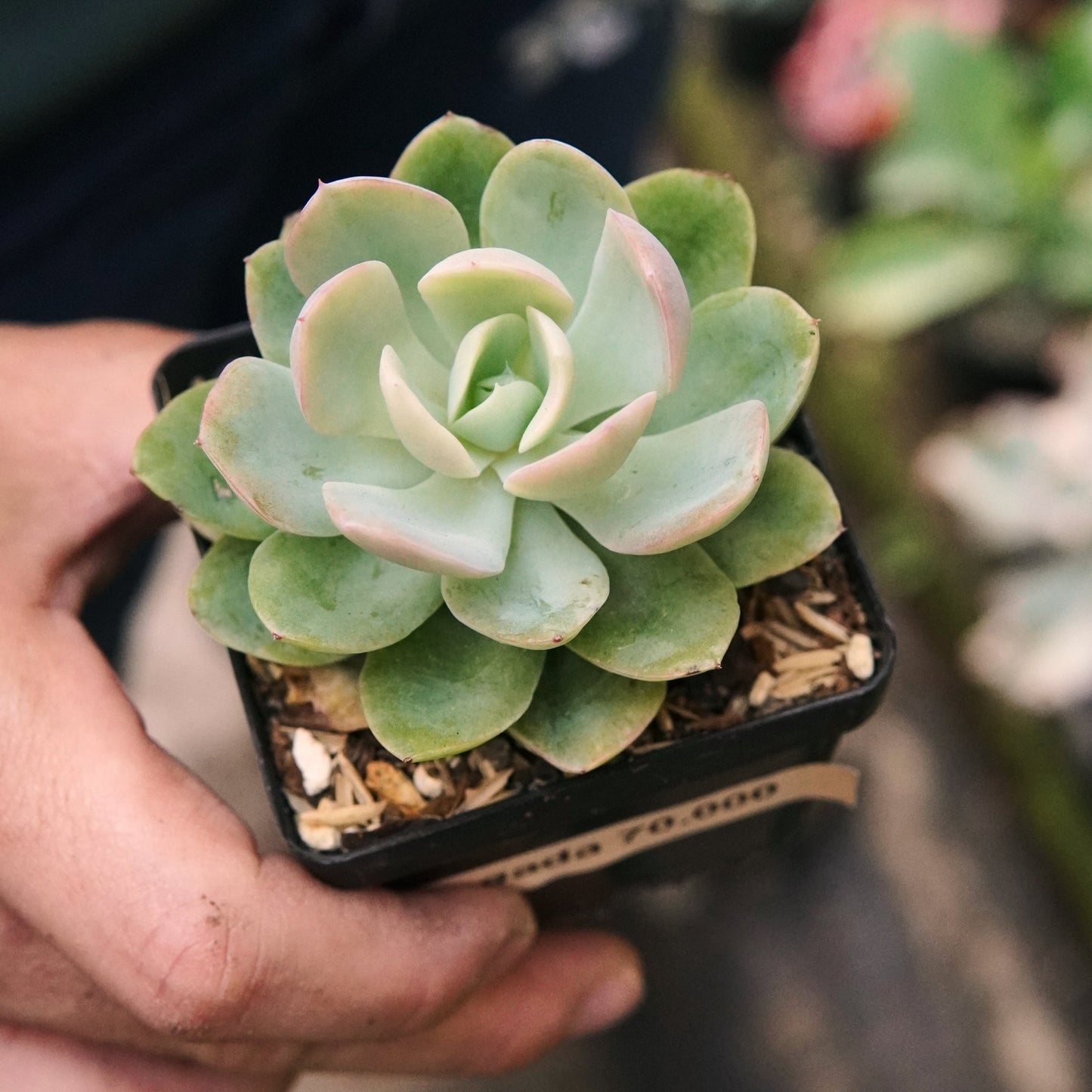 Suculenta Pink Vera Variegada - Vivero Florecer