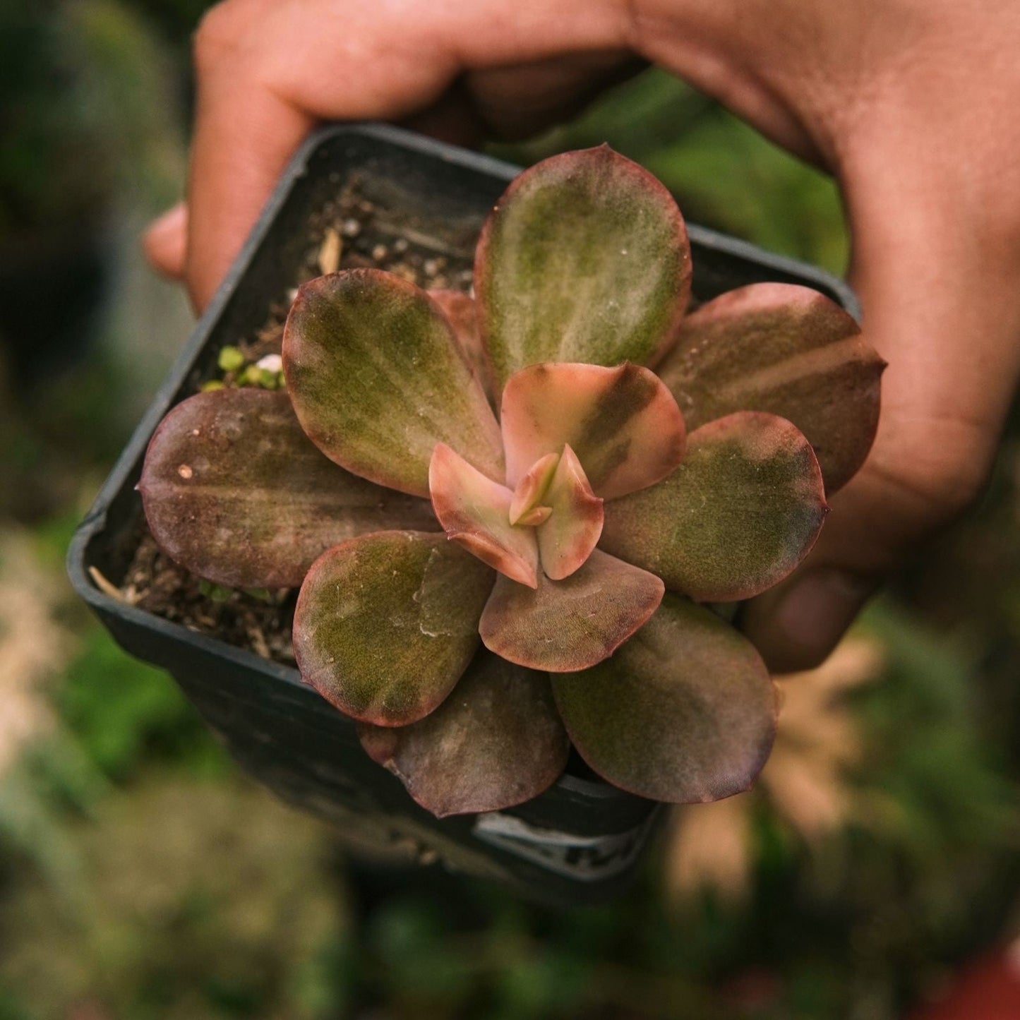 Suculenta Primadonna Variegada - Vivero Florecer