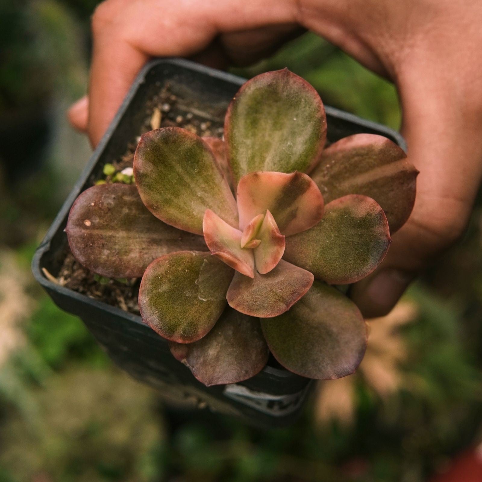 Suculenta Primadonna Variegada - Vivero Florecer