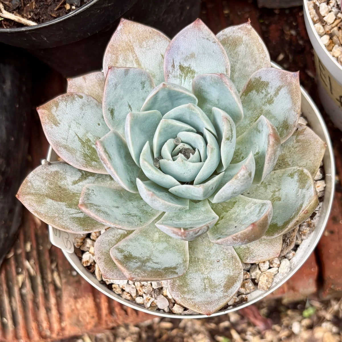 Suculenta Sedum Suaveolens - Vivero Florecer