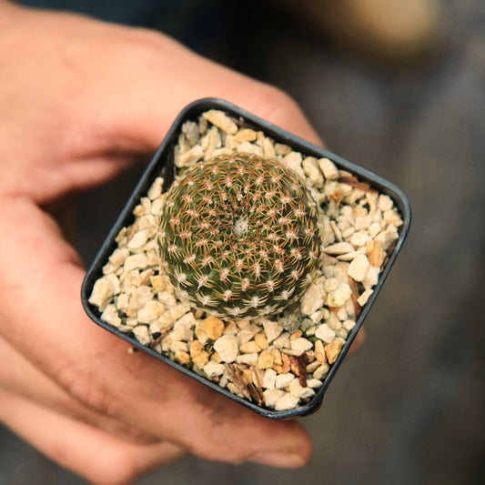 Sulcorebutia Arenacea - Vivero Florecer