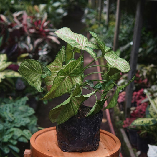 Syngonium Confetti - Vivero Florecer