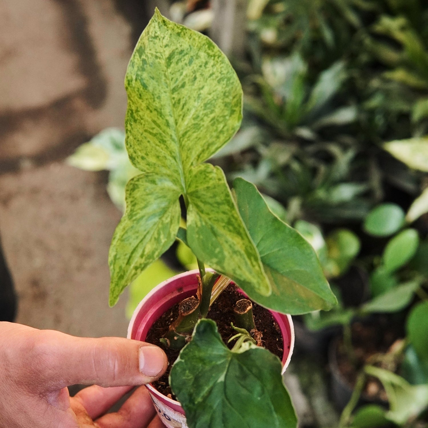 Syngonium Mojito - Vivero Florecer