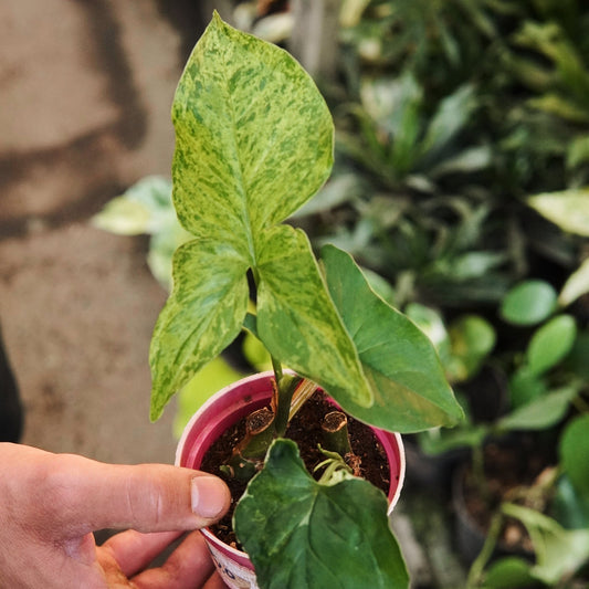 Syngonium Mojito - Vivero Florecer