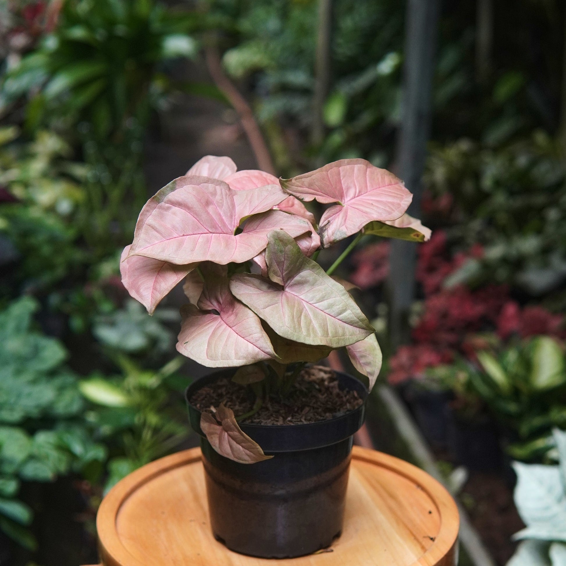 Syngonium Neon - Vivero Florecer