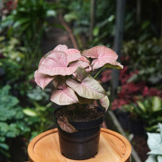 Syngonium Neon - Vivero Florecer