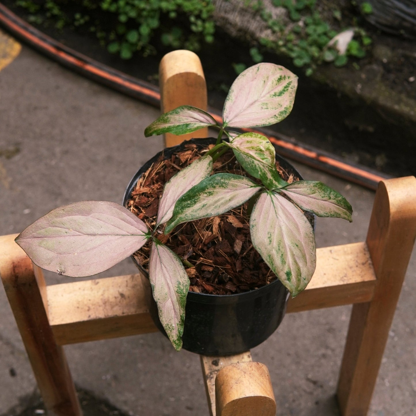 Syngonium Pink Perfection - Vivero Florecer