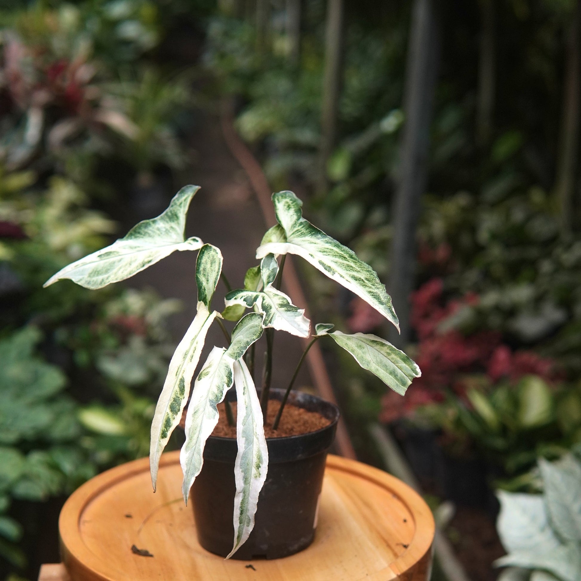Syngonium Starlite - Vivero Florecer