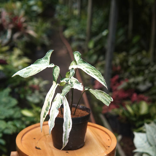Syngonium Starlite - Vivero Florecer