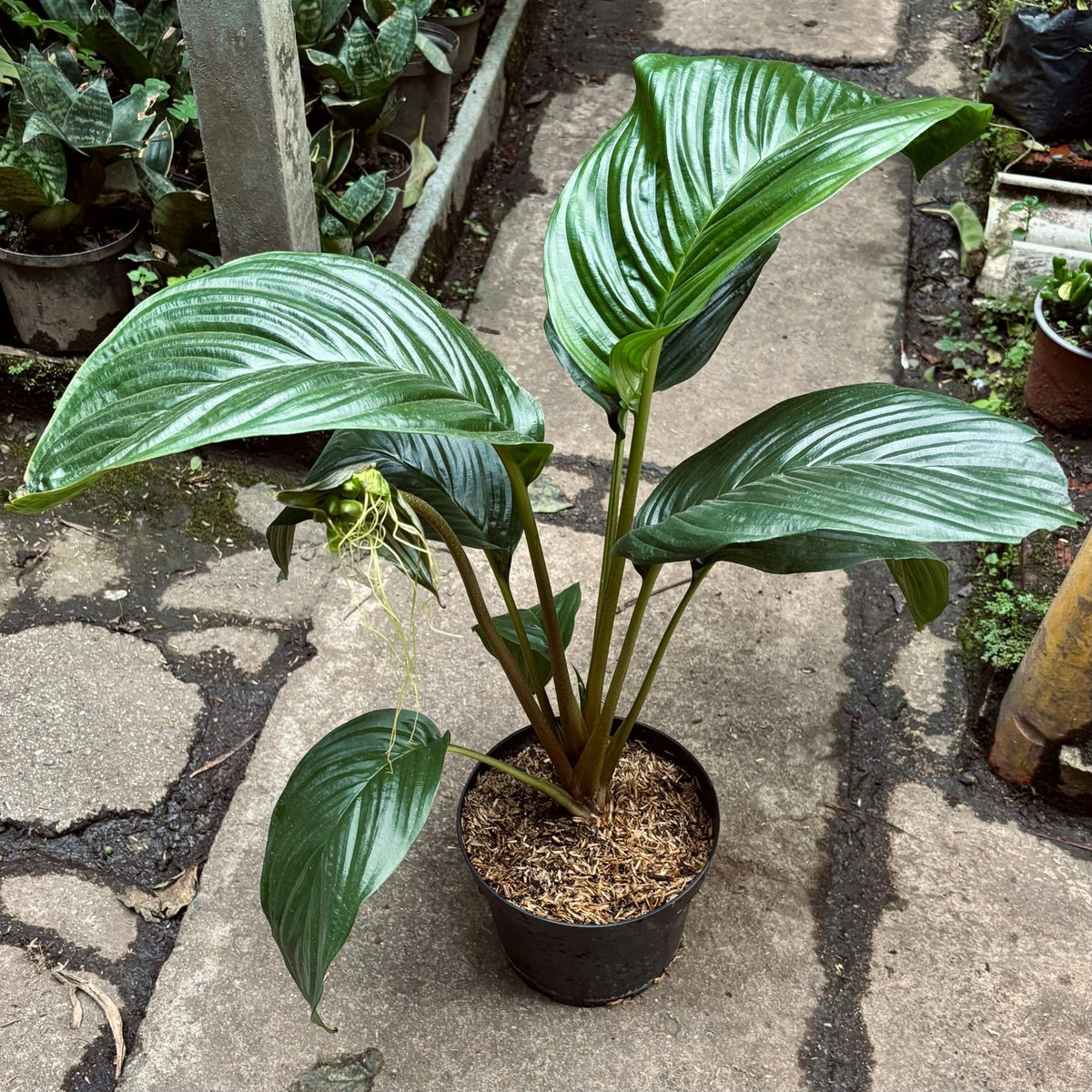 Tacca - Vivero Florecer