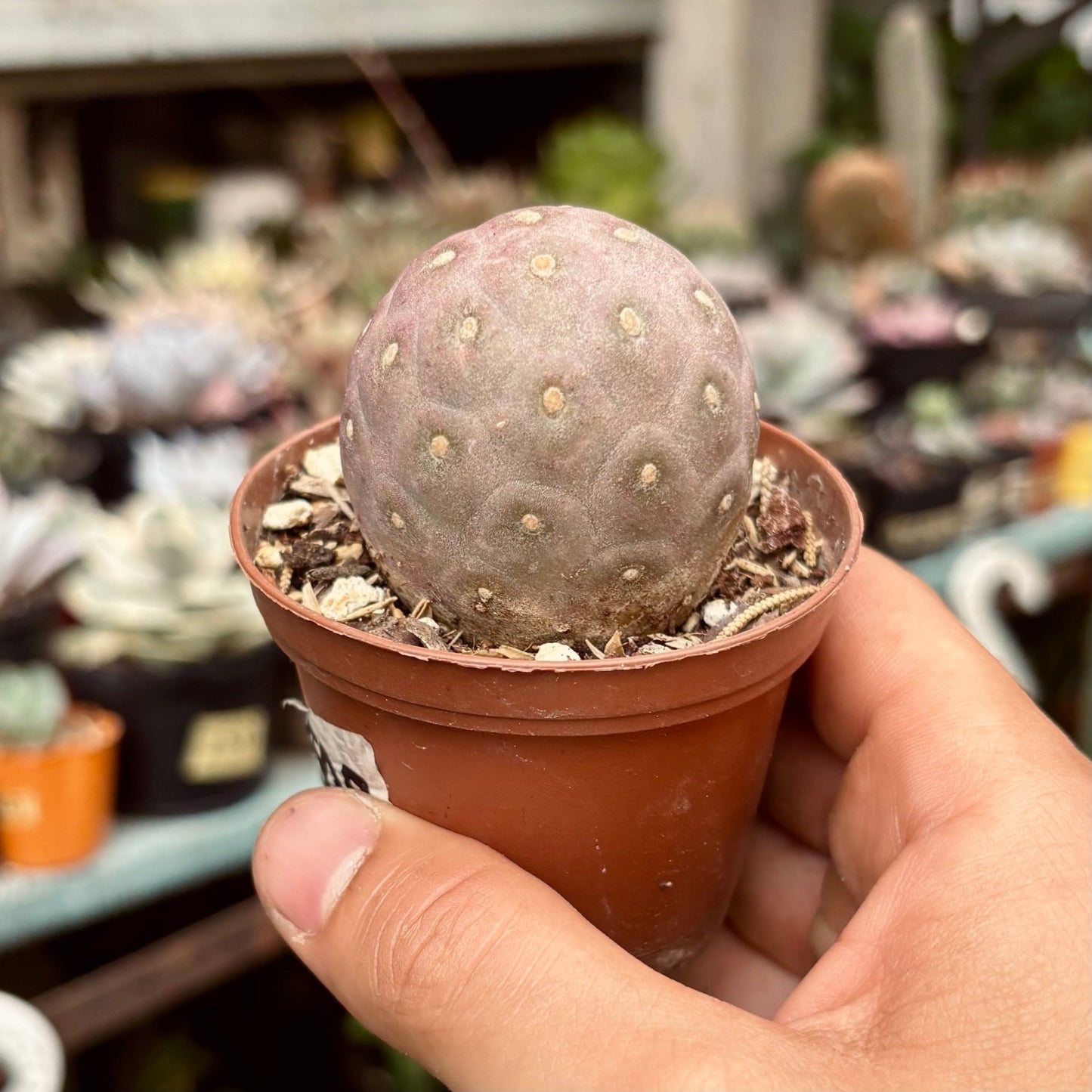 Tephrocactus Geometricus - Vivero Florecer