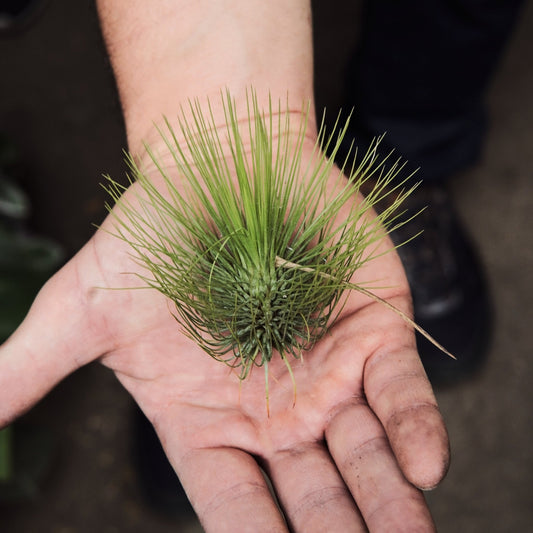 Tillandsia Ionantha - Vivero Florecer