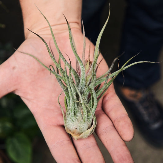 Tillandsia Pruinosa - Vivero Florecer