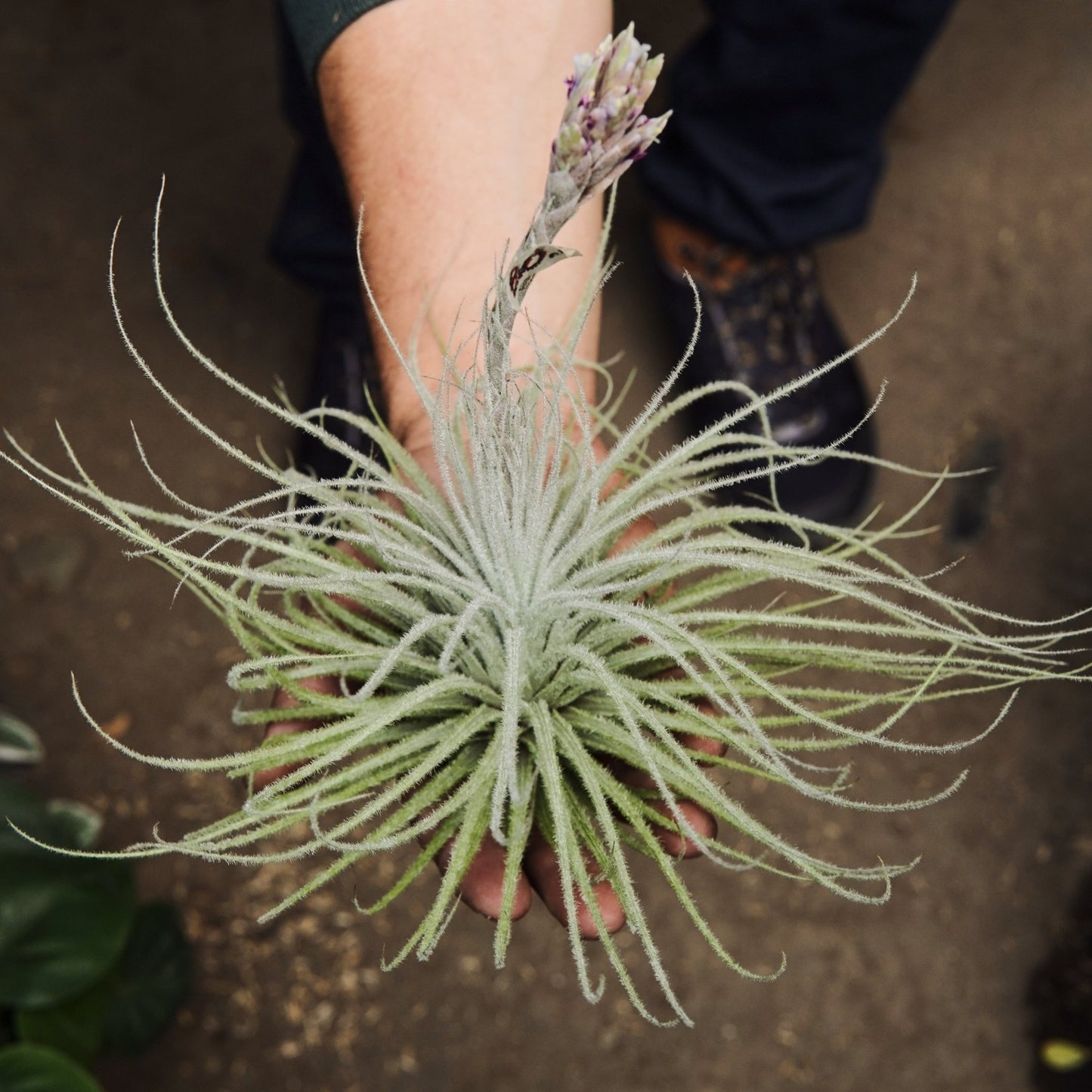 Tillandsia Tectorum - Vivero Florecer