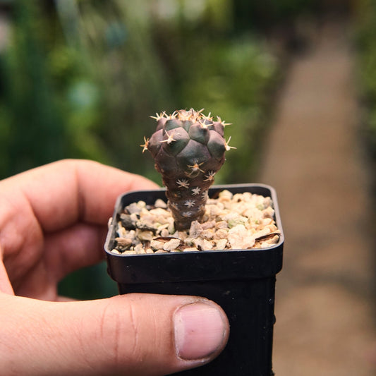 Turbinicarpus Lophophoroides - Vivero Florecer