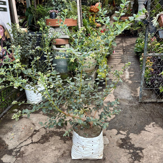 Vaccinium Corymbosum “Arándano” - Vivero Florecer