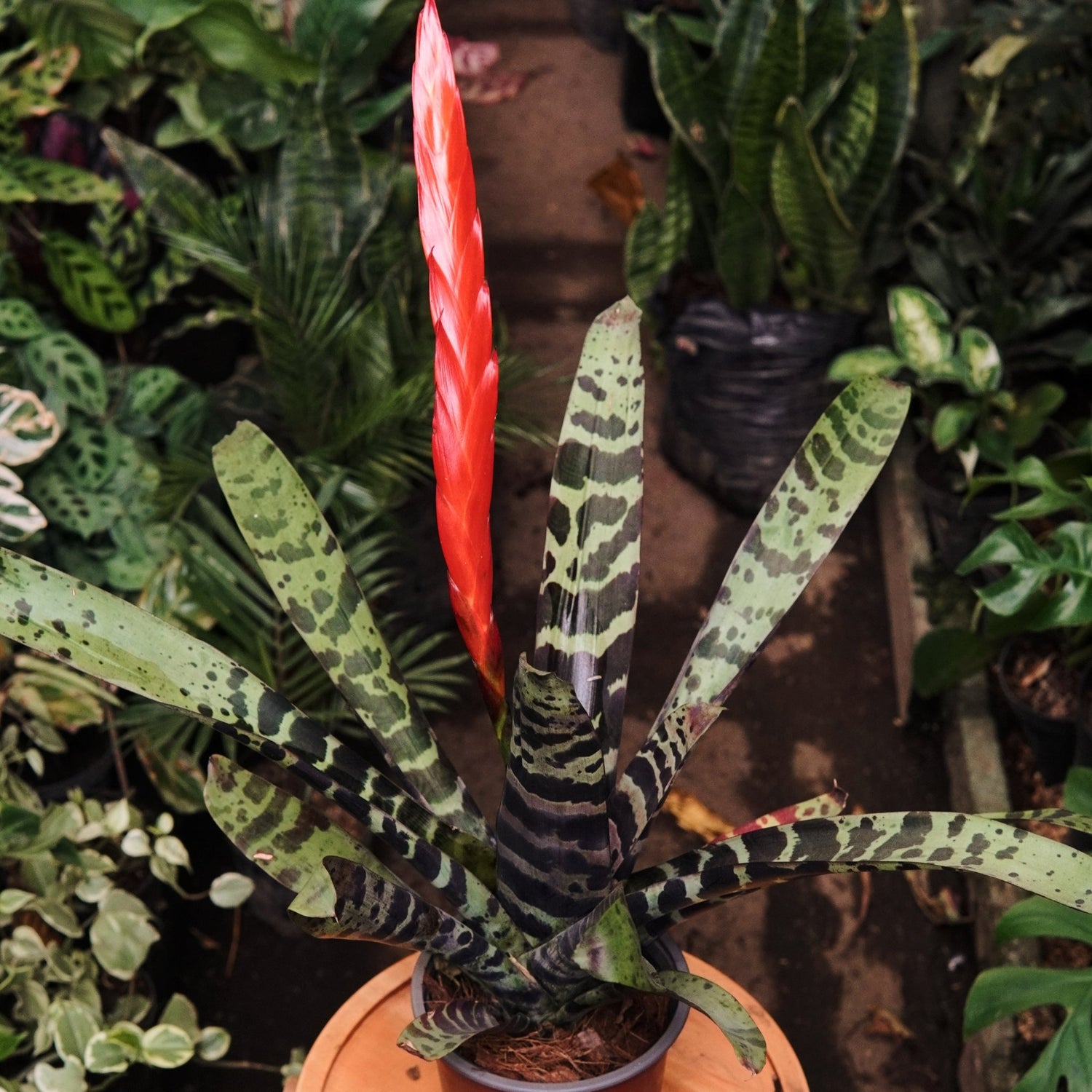 Vriesea Splendens - Vivero Florecer