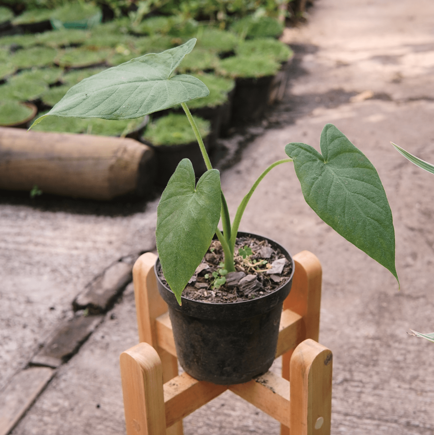Xanthosoma Mexicanum - Vivero Florecer