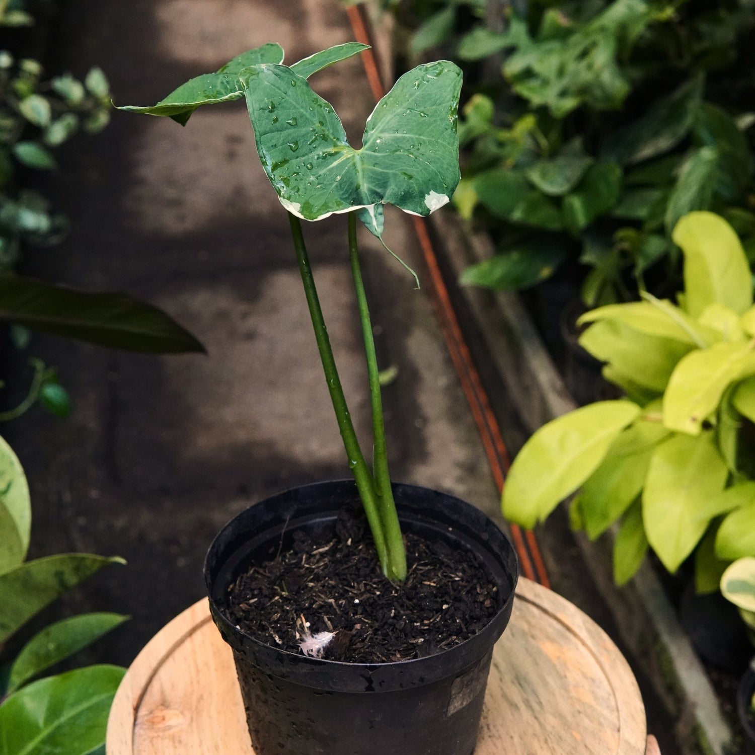 Xanthosoma Mickey Mouse - Vivero Florecer