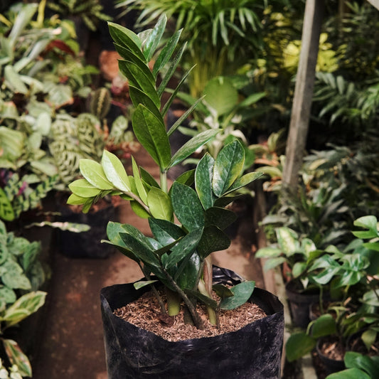 Zamioculca Zamiifolia Grande - Vivero Florecer