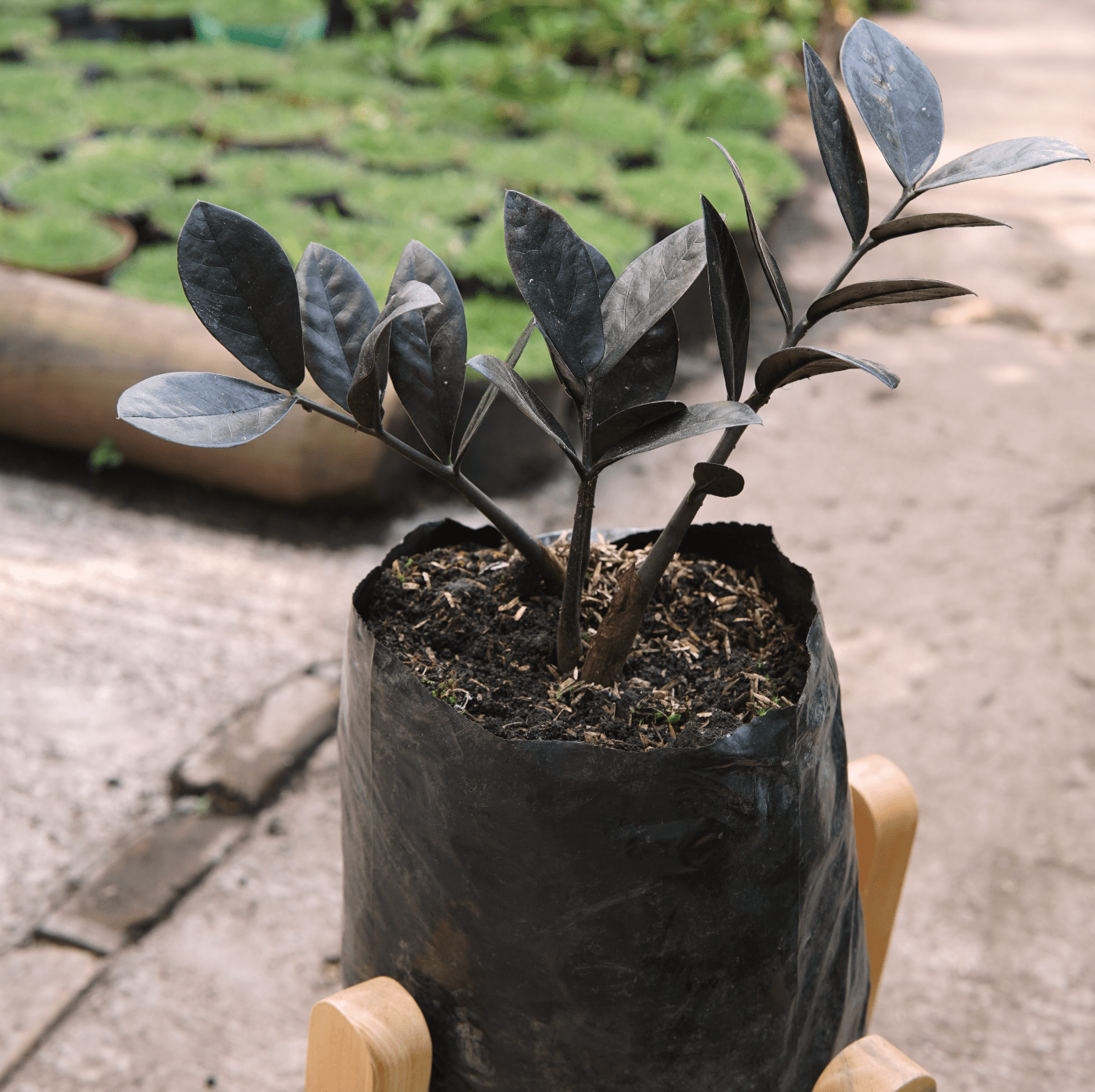 Zamioculca Zamiifolia Raven - Vivero Florecer