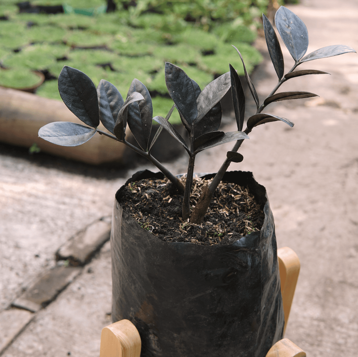 Zamioculca Zamiifolia Raven - Vivero Florecer