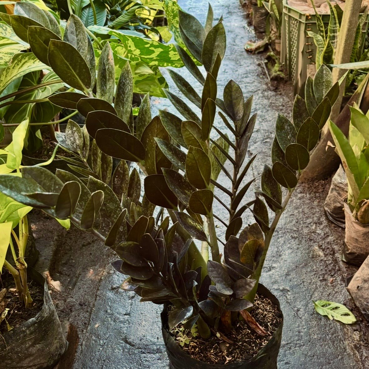 Zamioculca Zamiifolia Raven - Vivero Florecer