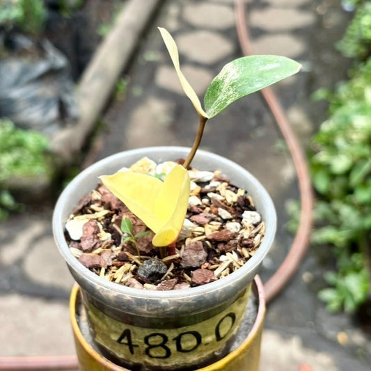 Zamioculca Zamiifolia Variegada - Vivero Florecer