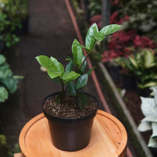 Zamioculcas Zamiifolia - Vivero Florecer